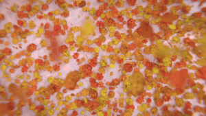 Falling Leaves Logo - 2091